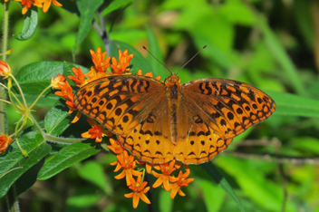 Great Spangled Fritillary